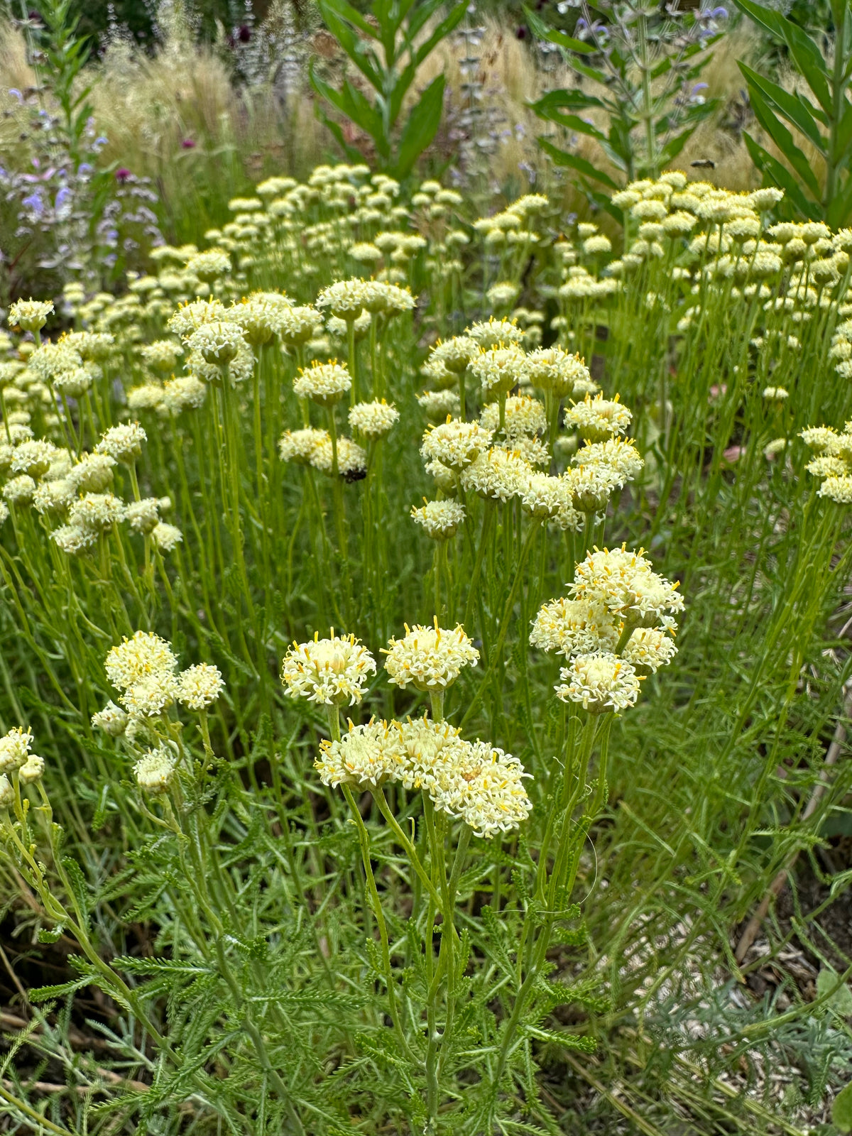 Santolina Etrusca Flower Seeds – Heirloom, Non-GMO, Aromatic Silver Foliage Blooms for Garden Planting