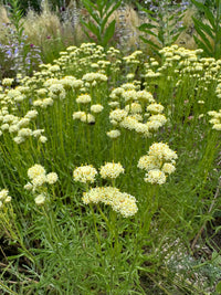 Santolina Etrusca Flower Seeds – Heirloom, Non-GMO, Aromatic Silver Foliage Blooms for Garden Planting