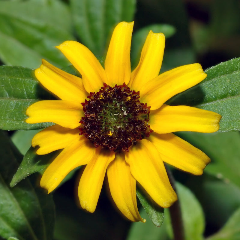 Yellow Creeping Zinnia Flower Seeds for Planting – Vibrant Ground Cover, Non-GMO, Heirloom Seeds