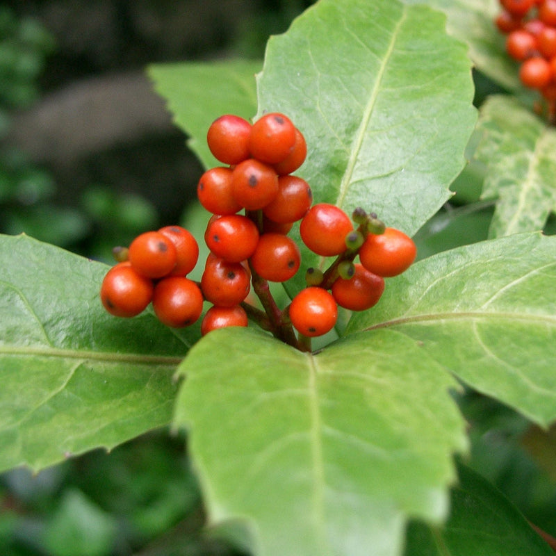 Sarcandra Glabra Plant Seeds Heirloom Non GMO Planting - 100 pcs