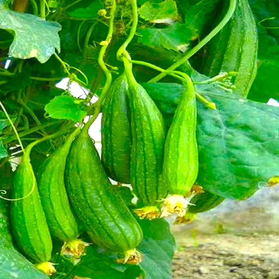 Luffa Gourd Sponge Seeds for Planting heirloom & Non-GMO Seeds