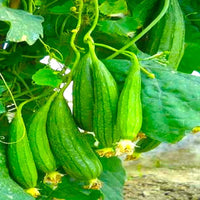 Luffa Gourd Sponge Seeds for Planting heirloom & Non-GMO Seeds