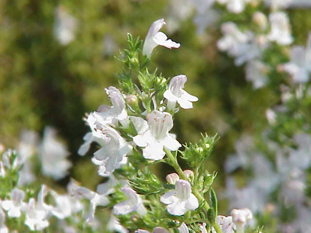 Satureia Hortensis Planting Seeds 100 Pcs pcs