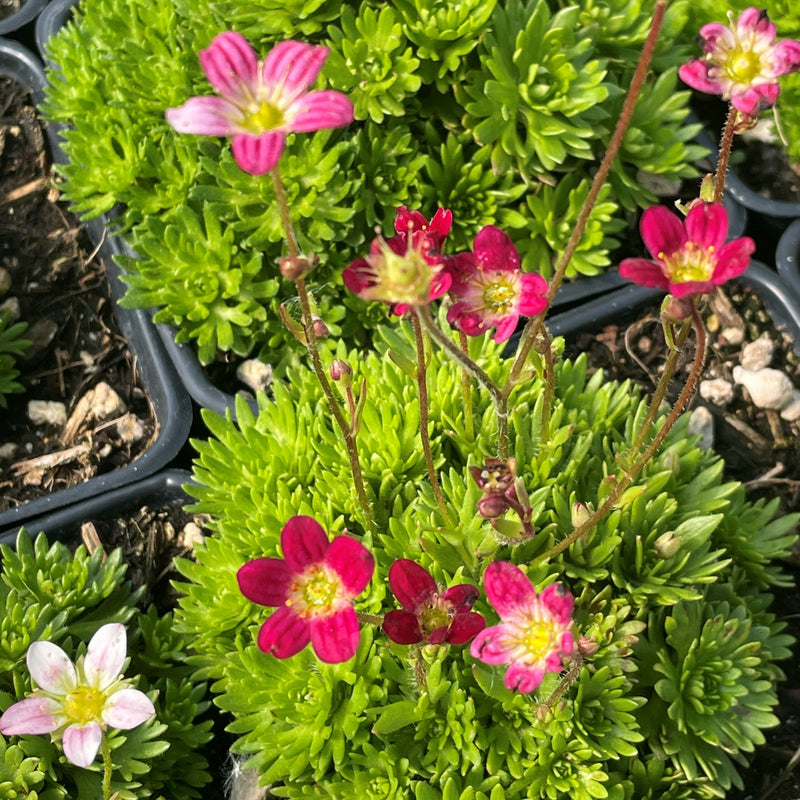 Heirloom Non-GMO Saxifraga Mossy Flower Seeds for Planting – Low-Growing Alpine Garden Blooms