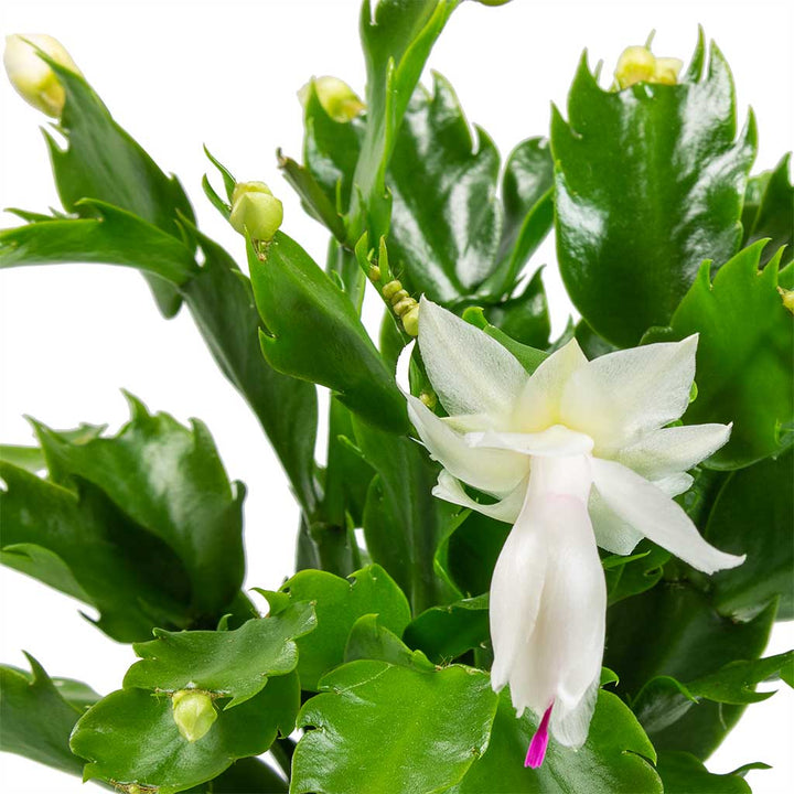 White Zygocactus Truncatus Flower Seeds for Planting - Non-GMO, Heirloom Garden Seeds