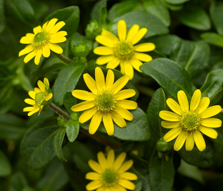 Organic Yellow Sanvitalia Flower Seeds for Planting – Heirloom, Non-GMO