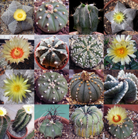 Heirloom Non-GMO Succulent Bonsai Plant Seeds for Planting