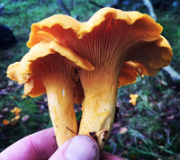 Chanterelle Mushroom Spores – Forest Fungi Cultivation for Garden Projects