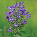 Blue Skullcap Flower Seeds â€“ Heirloom, Non-GMO Seeds for Planting Medicinal Garden Herbs