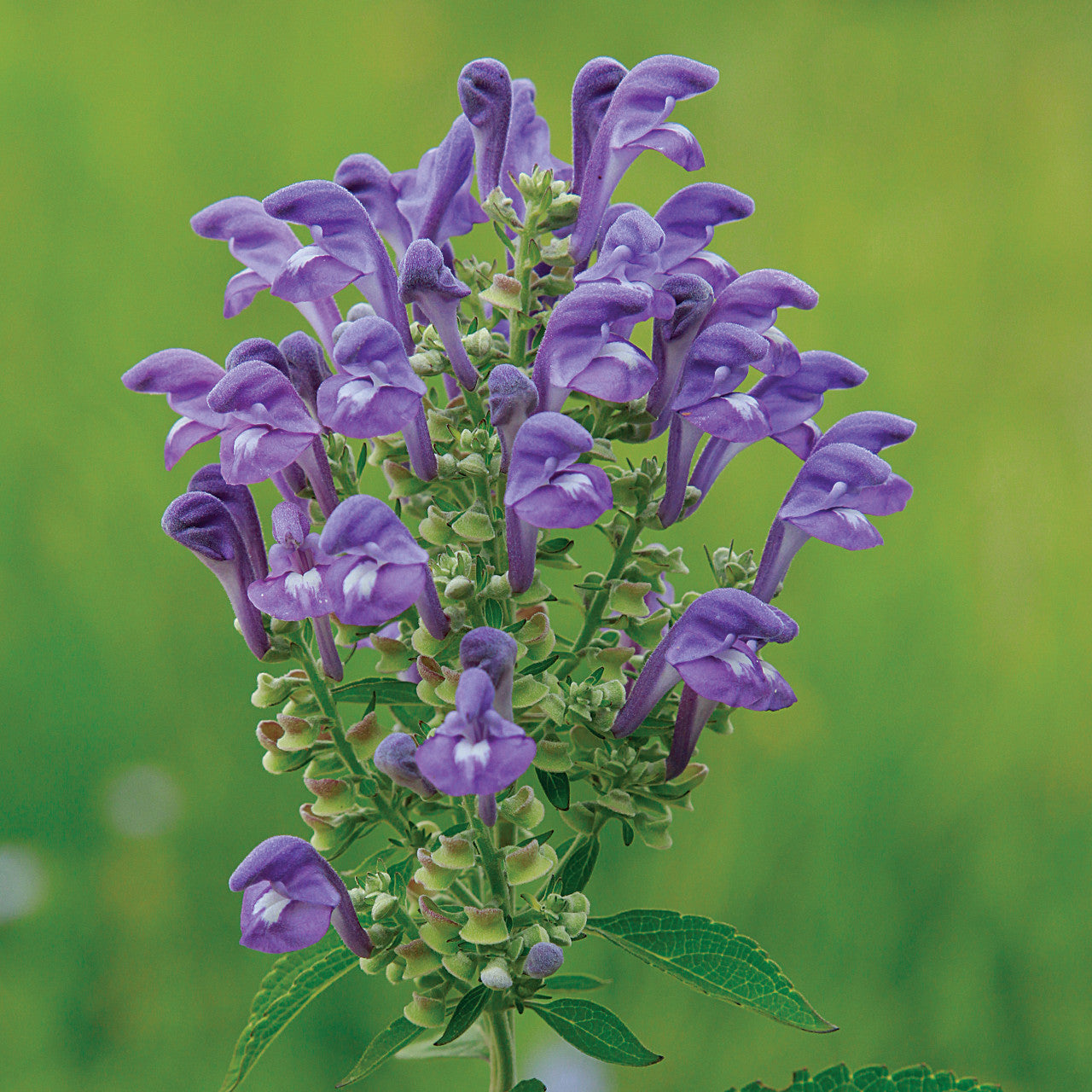 Blue Skullcap Flower Seeds â€“ Heirloom, Non-GMO Seeds for Planting Medicinal Garden Herbs