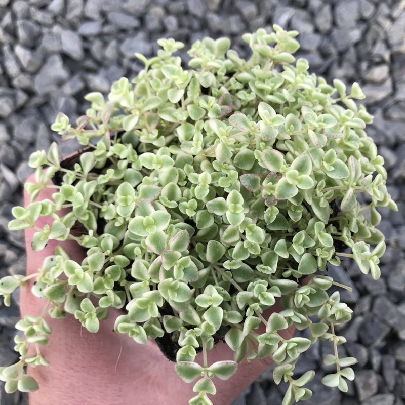 Heirloom Little Missy Plant Seeds, Non-GMO Colorful Succulent Groundcover for Garden Planting