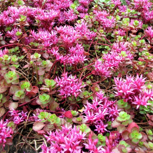 Pink Sedum Flower Seeds for Planting â€“ NON GMO Seeds