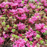 Pink Sedum Flower Seeds for Planting â€“ NON GMO Seeds
