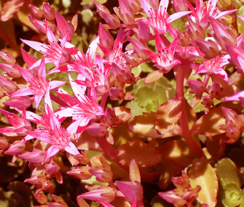 Pink Sedum Voodoo Seeds for Planting, NON GMO Seeds for planting in home garden