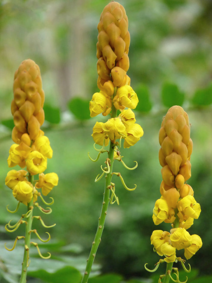 Heirloom Non-GMO Senna Alata Flower Seeds for Planting – Tropical Medicinal Blooms for Ornamental Gardens