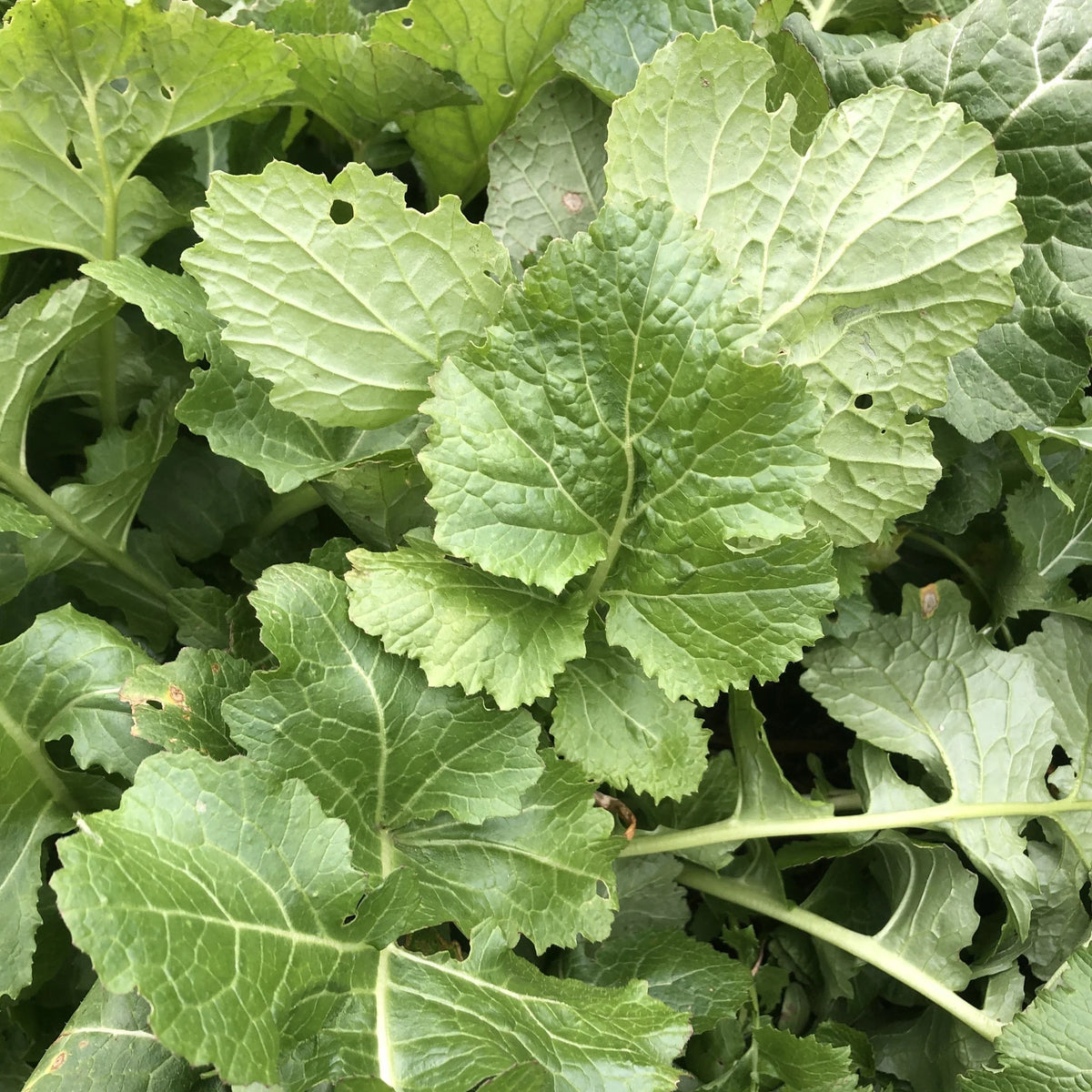 Seventop Turnip vegetable seeds for Planting - heirloom & Non-GMO Garden Seeds