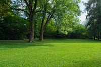 Scotts Turf Builder Grass Seed Drought Tolerant Mix