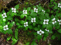 Heirloom Bunchberry Flower Seeds, Non-GMO Groundcover Blooms for Woodland Garden Planting