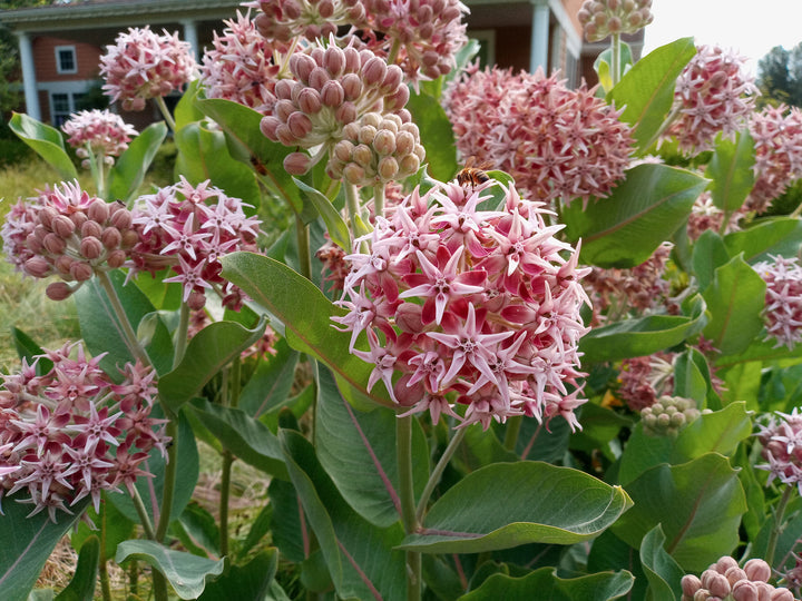 Heirloom Non-GMO Asclepias Speciosa Flower Seeds for Planting – Fragrant Pollinator-Friendly Garden Blooms