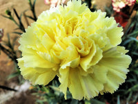 Yellow Carnation Flower Seeds ƒ?? Non-GMO Seeds for Vibrant Garden Blooms