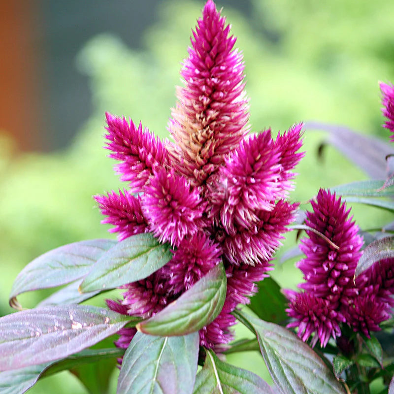 Organic Pink Celosia Caracas Flower Seeds for Planting – Heirloom, Non-GMO