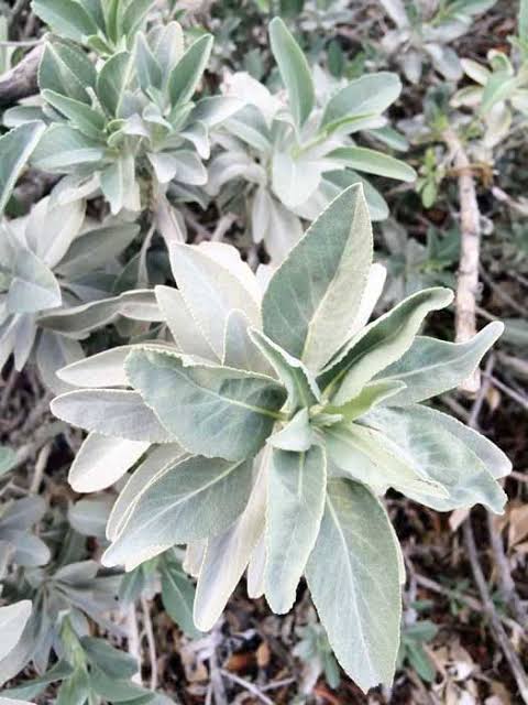 Silver-gray foliage of a mature California White Sage shrub growing outdoors.