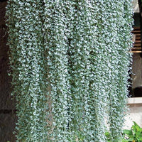 Silver Falls plant creating a decorative ground cover in a sunny garden.