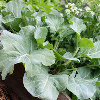 Crambe maritima vegetable seeds suitable for kitchen gardens and containers.
