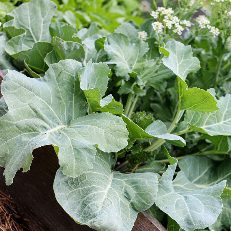 Crambe maritima vegetable seeds suitable for kitchen gardens and containers.