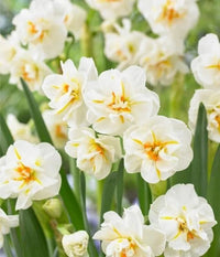 Daffodil Flower Seeds for Planting – White & Yellow Blooms, Heirloom, Non-GMO Seeds