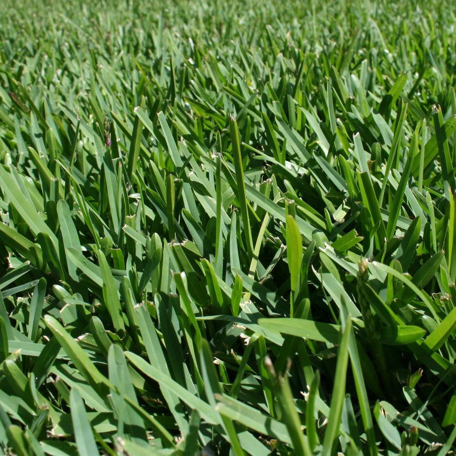 Majestic Buffalo Grass (Bouteloua dactyloides) - Premium Drought-Tolerant Lawn Seed for Lush, Low-Maintenance Turf