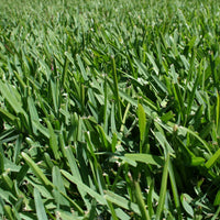 Majestic Buffalo Grass (Bouteloua dactyloides) - Premium Drought-Tolerant Lawn Seed for Lush, Low-Maintenance Turf