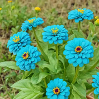 Sky Blue Zinnia Flower Seeds for Planting â€“ Vibrant Blooms, Non-GMO, Heirloom Flower Seeds