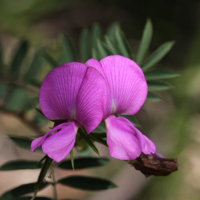 Heirloom Non-GMO Swainsonia Flower Seeds for Planting – Delicate Blooms for Cottage and Wild Gardens