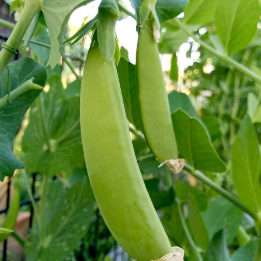 Fresh Green Sugar Ann Snap Pea Pods