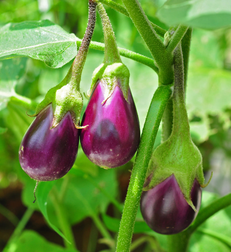 Eggplant vegetable seeds heirloom & Non-GMO Seeds