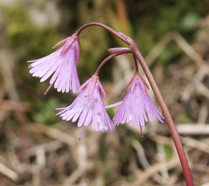 Organic Heirloom Non-GMO Violet Soldanella Alpina Seeds for Planting – Alpine Blooms