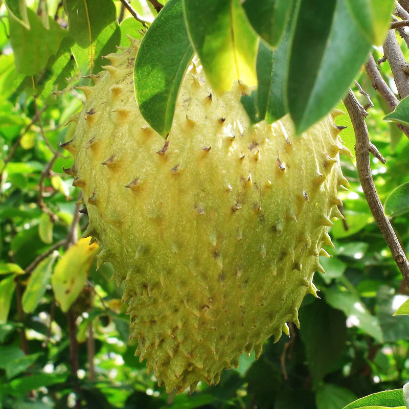Giant Soursop tree with lush green foliage and large tropical fruit.