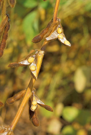 Brown Sweet Soybean Glycine max seeds for garden planting
