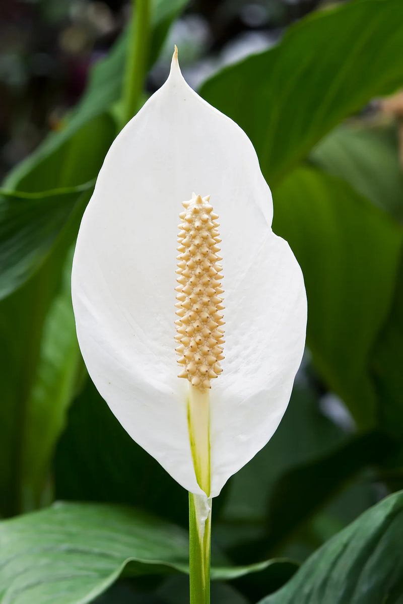 Spathiphyllum Flower Seeds Heirloom Non GMO Planting - 100 pcs