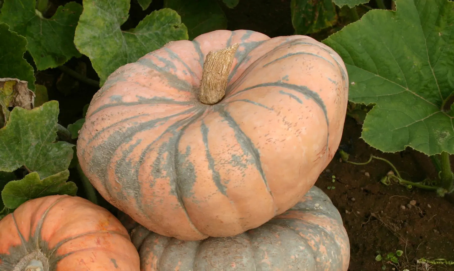 Speckled Hound Pumpkin Vegetable Seeds for Planting – Heirloom, Non-GMO, Perfect for Garden Growth