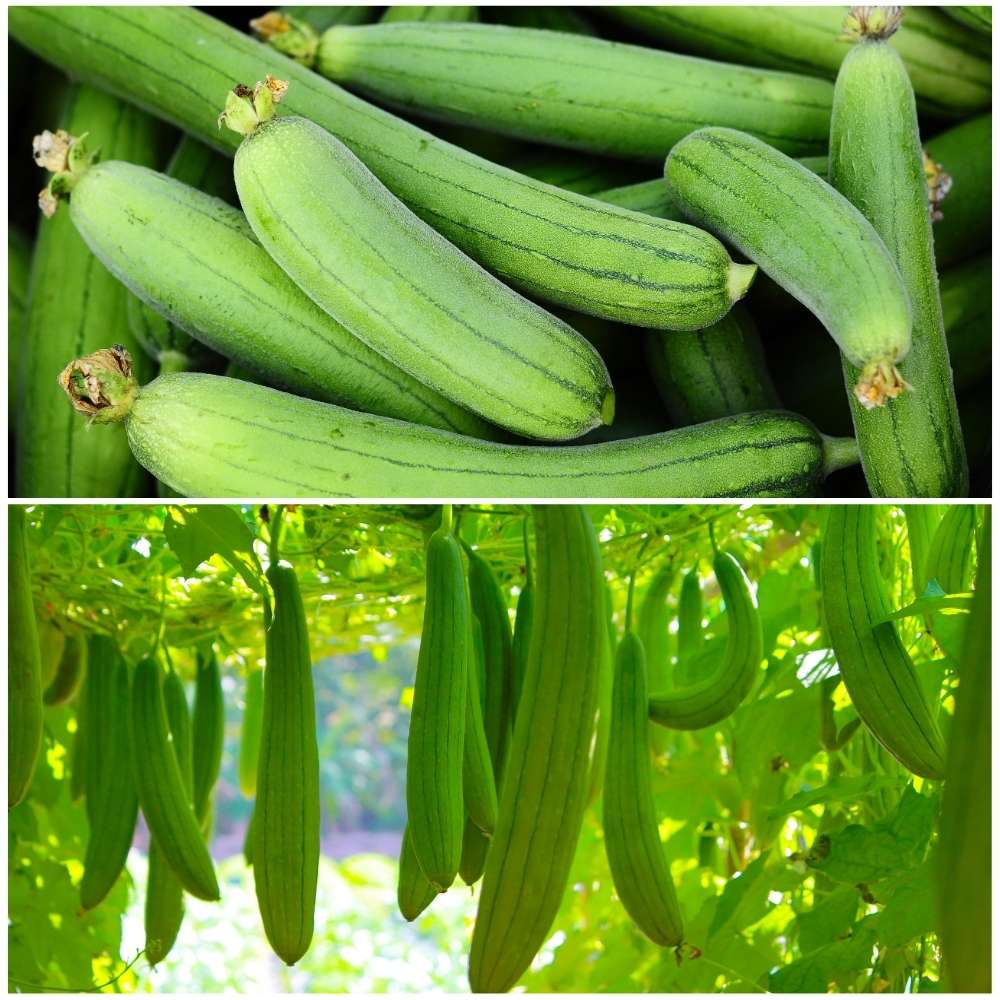 Luffa Gourd Sponge Seeds for Planting heirloom & Non-GMO Seeds