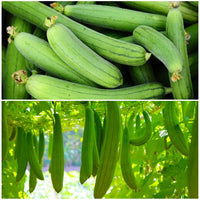Luffa Gourd Sponge Seeds for Planting heirloom & Non-GMO Seeds