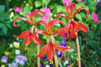 Sprekelia Flower Seeds for Planting - NON GMO Seeds