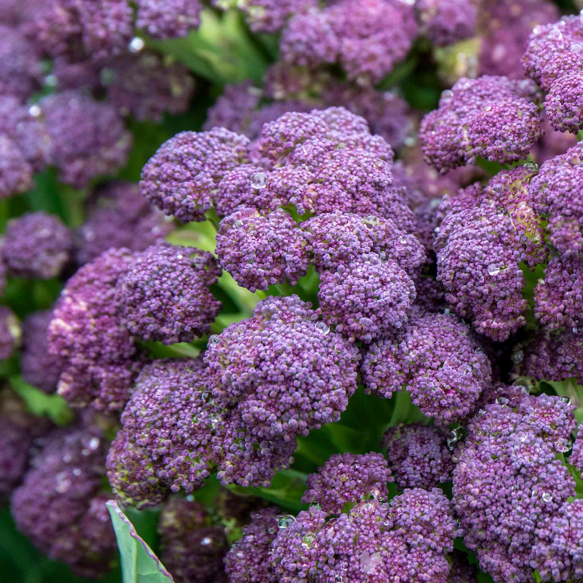 Mature purple sprouting broccoli plants with vibrant purple florets.

