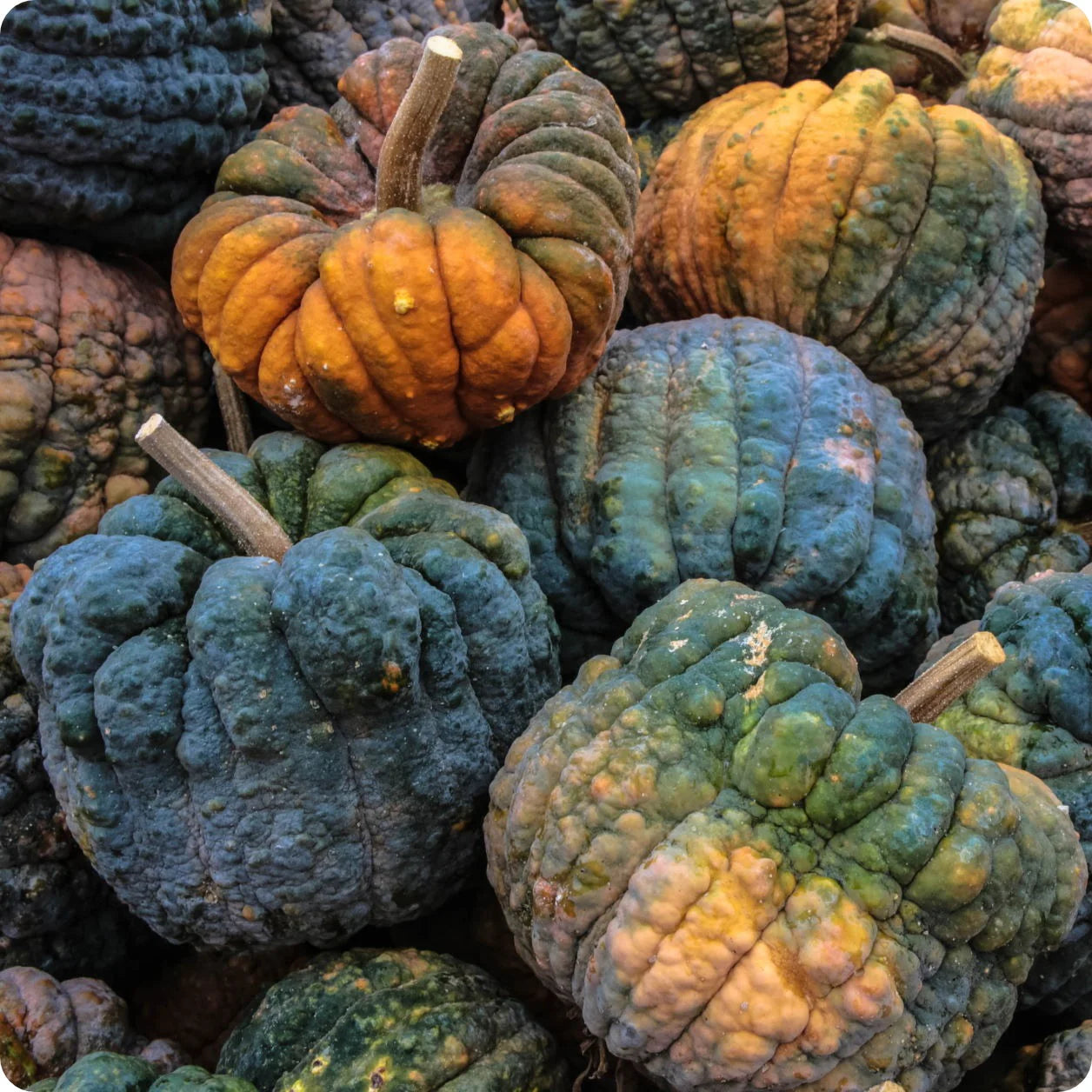 Futsu Squash Vegetable Seeds for Planting - heirloom & Non-GMO Seeds