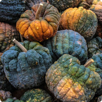 Futsu Squash Vegetable Seeds for Planting - heirloom & Non-GMO Seeds