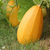 Spaghetti Squash Vegetable Seeds