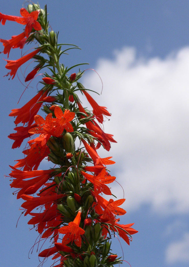 Heirloom Non-GMO Standing Cypress Flower Seeds for Planting – Tall Pollinator-Friendly Garden Blooms