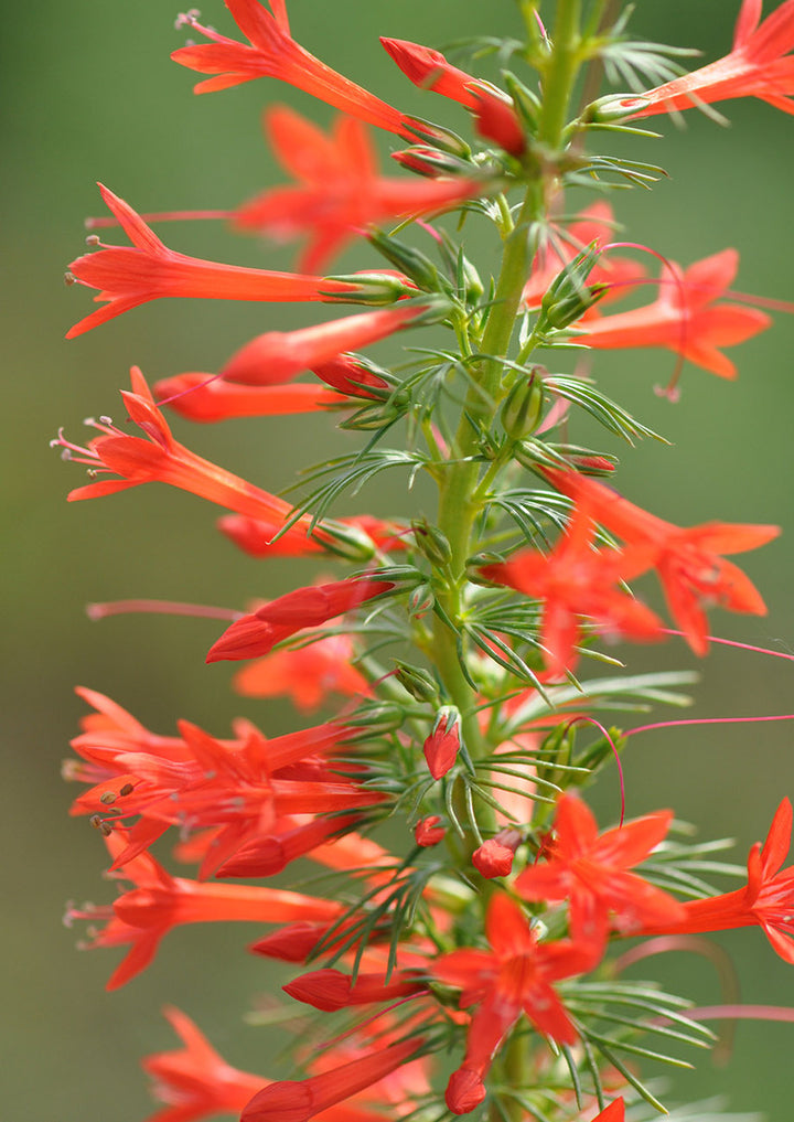 Heirloom Non-GMO Standing Cypress Flower Seeds for Planting – Tall Pollinator-Friendly Garden Blooms